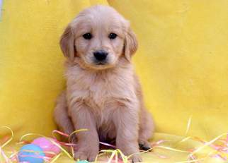 Golden Retriever Puppy for sale in MOUNT JOY, PA, USA