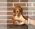 Small #2 Cockapoo (Miniature)