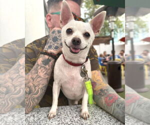 Chipin Dogs for adoption in phoenix, AZ, USA