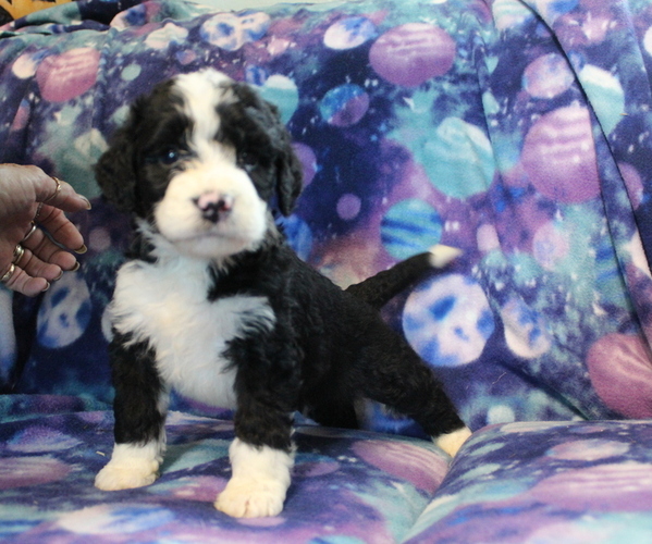 Medium Photo #1 Bernedoodle Puppy For Sale in JOICE, IA, USA
