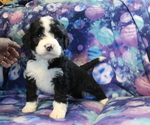 Small Photo #1 Bernedoodle Puppy For Sale in JOICE, IA, USA