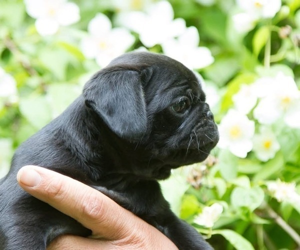 Medium Photo #5 Pug Puppy For Sale in HANNA CITY, IL, USA