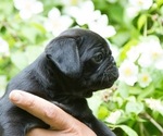 Small Photo #5 Pug Puppy For Sale in HANNA CITY, IL, USA