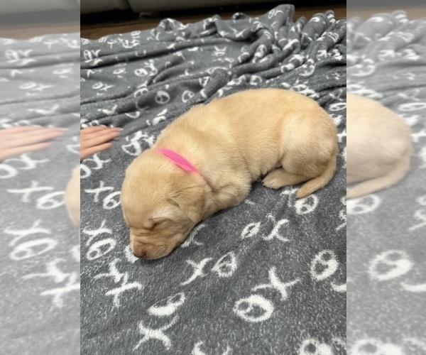 Medium Photo #6 Labrador Retriever Puppy For Sale in BELLEVIEW, KY, USA