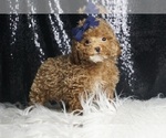 Puppy Goldennugge F1B Maltipoo