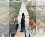 Small #12 German Shepherd Dog