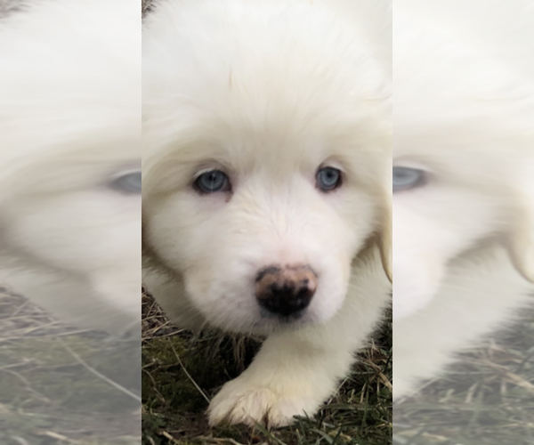 Medium Photo #1 Great Pyrenees Puppy For Sale in DEERFIELD, OH, USA