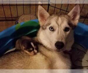 Mother of the Pomsky-Siberian Husky Mix puppies born on 10/26/2021