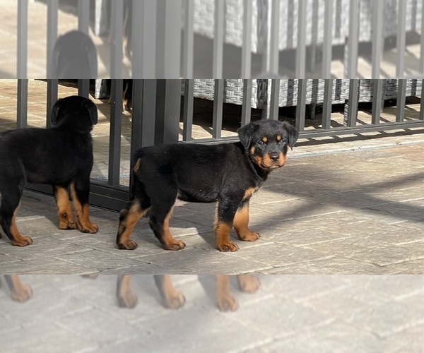 Medium Photo #8 Rottweiler Puppy For Sale in PALM COAST, FL, USA