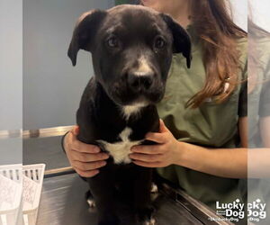 Retriever -Unknown Mix Dogs for adoption in Washington, DC, USA