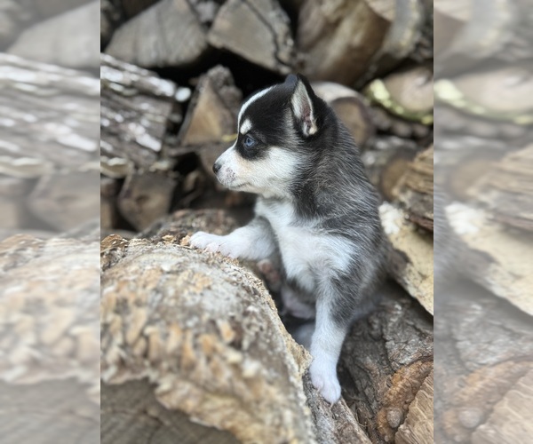 Medium Photo #13 Alaskan Klee Kai-Pomsky Mix Puppy For Sale in STAPLES, MN, USA