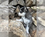 Small Photo #13 Alaskan Klee Kai-Pomsky Mix Puppy For Sale in STAPLES, MN, USA