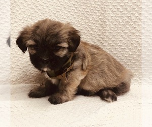 Lhasa Apso Puppy for sale in BUFFALO, MO, USA