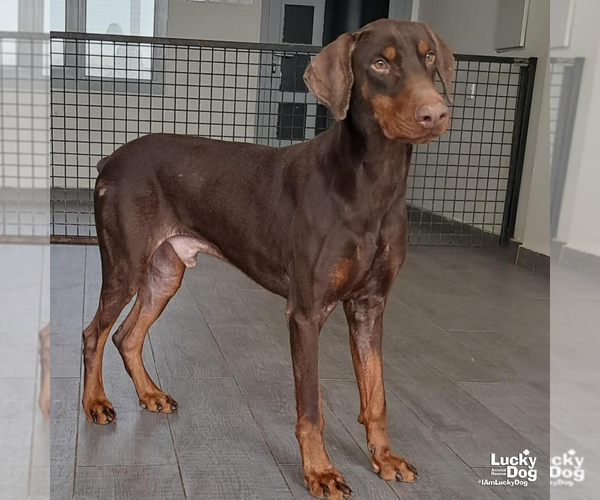 Medium Photo #2 Doberman Pinscher-Unknown Mix Puppy For Sale in Washington, DC, USA
