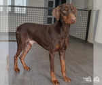 Small #1 Doberman Pinscher Mix