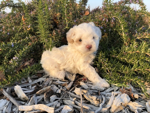 Medium Photo #1 Maltese-Maltipoo Mix Puppy For Sale in CLOVIS, CA, USA