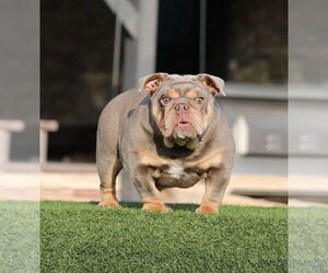 English Bulldog Puppy for sale in ATLANTA, GA, USA