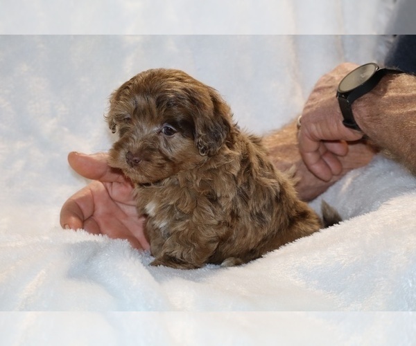 Medium Photo #3 ShihPoo Puppy For Sale in DYERSBURG, TN, USA