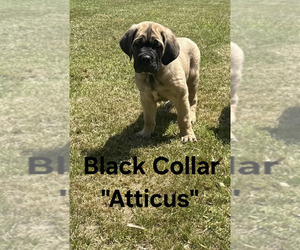 Cane Corso Puppy for sale in DANVILLE, IL, USA