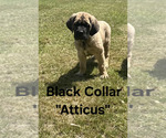 Small Cane Corso