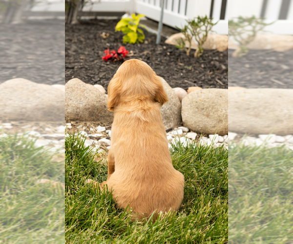 Medium Photo #24 Golden Cavadoodle Puppy For Sale in MILLERSBURG, IN, USA