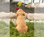 Small Photo #24 Golden Cavadoodle Puppy For Sale in MILLERSBURG, IN, USA