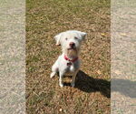 Small Maltese Mix
