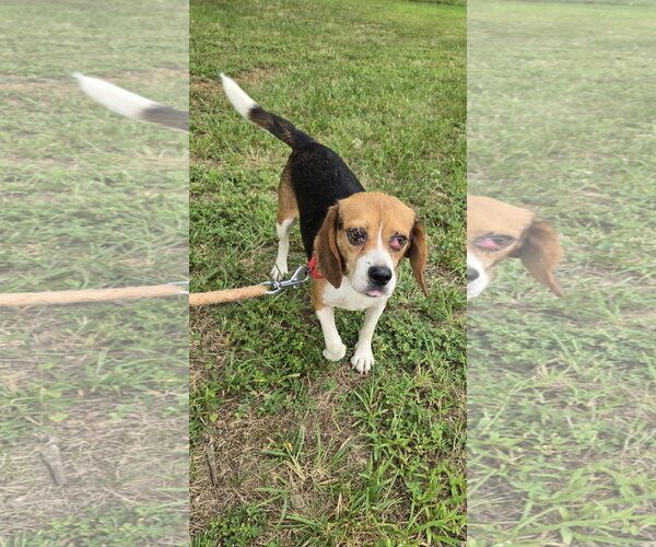 Medium Photo #1 Beagle Puppy For Sale in Rustburg, VA, USA