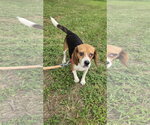 Small Beagle