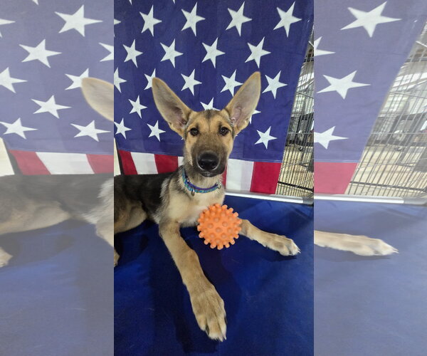 Medium Photo #2 German Shepherd Dog-Unknown Mix Puppy For Sale in Centreville, VA, USA