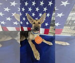 Small #1 German Shepherd Dog Mix