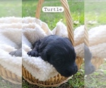 Puppy Turtle Aussiedoodle Miniature