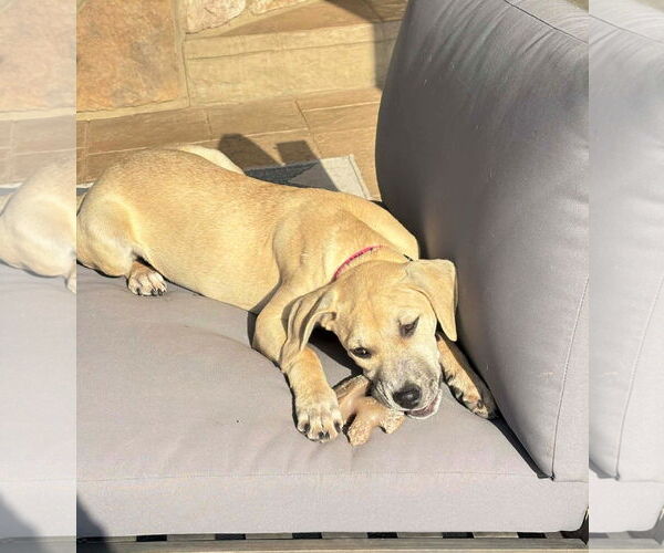 Medium Photo #3 Mutt Puppy For Sale in MECHANICSBURG, PA, USA