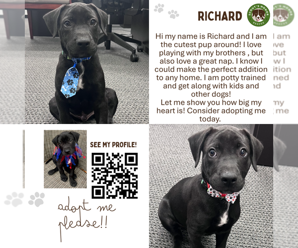 Medium Photo #13 Labrador Retriever-Unknown Mix Puppy For Sale in Houston, TX, USA