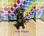 Small Labrador Retriever Mix