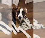 Small American Staffordshire Terrier Mix
