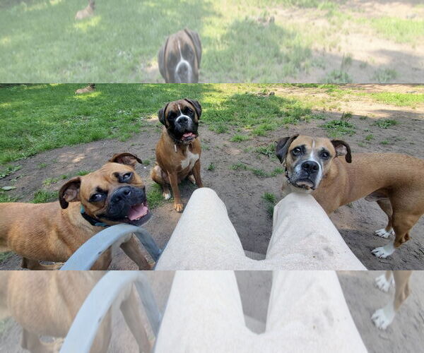 Medium Photo #9 Boxer Puppy For Sale in Woodbury, MN, USA