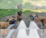 Small #8 Boxer