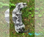 Small #6 Catahoula Leopard Dog