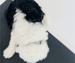 Small Photo #13 Sheepadoodle Puppy For Sale in HUNTINGTON BEACH, CA, USA