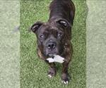 Small #1 American Pit Bull Terrier Mix