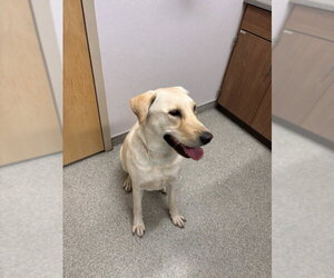 Labrador Retriever Dogs for adoption in Fort Collins, CO, USA