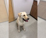 Small Labrador Retriever