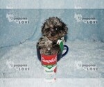 Small Photo #2 Poodle (Toy) Puppy For Sale in SANGER, TX, USA