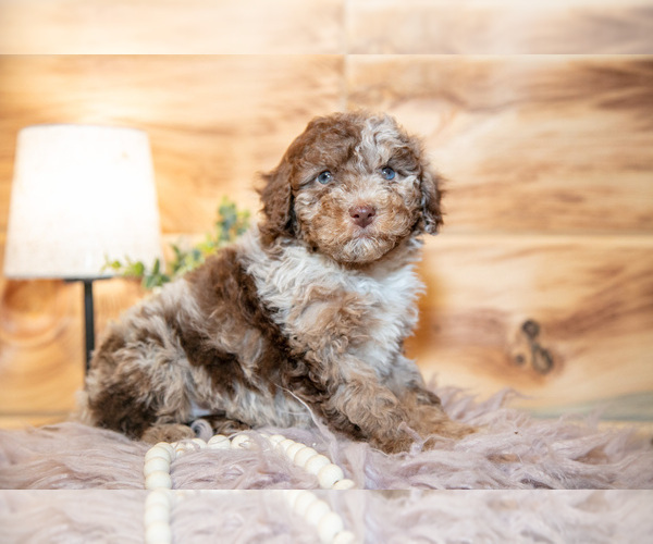 Medium Photo #1 Poodle (Miniature) Puppy For Sale in FARWELL, MI, USA