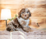 Small Poodle (Miniature)