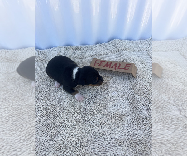 Medium Photo #8 Rat Terrier Puppy For Sale in DORA, MO, USA