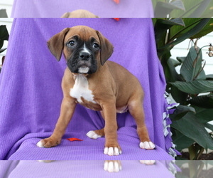 Boxer Puppy for sale in SHILOH, OH, USA