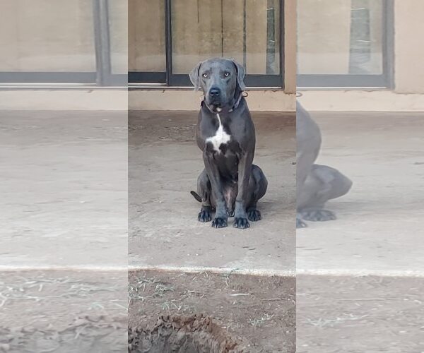 Medium Photo #5 Labmaraner Puppy For Sale in Pleasanton, TX, USA