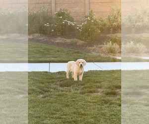Labrador Retriever Puppy for sale in PITTSBURG, CA, USA